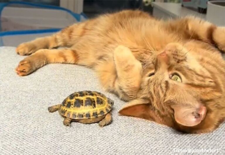 出会った時から「キミはともだち」猫と亀のゆるふんわりな日常