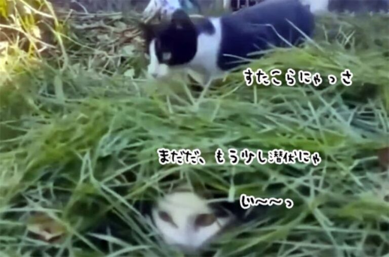 草の中に潜伏し仲間の目をかわし、ニャイスタイミングで飛び出す忍者猫
