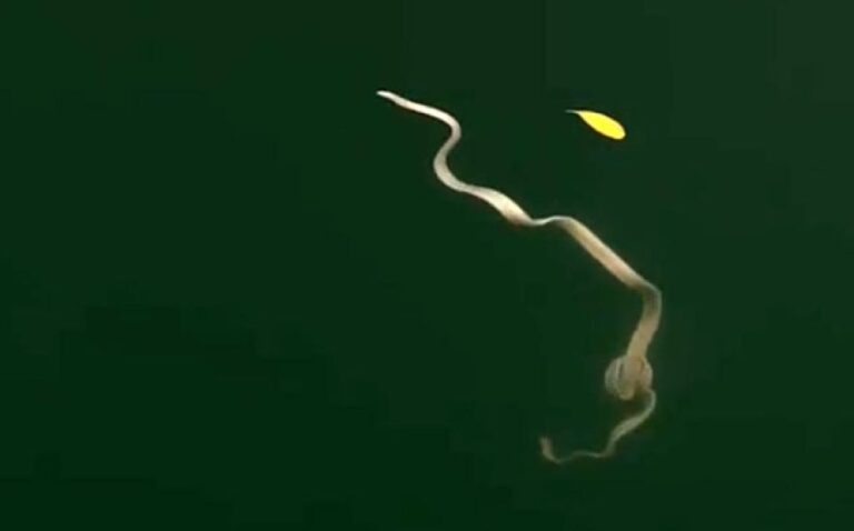 海でひらひらと舞うリボンのような不思議な生物に遭遇、その正体は？