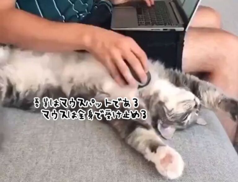 完璧なマウスパットとなった猫。微動だにせずマウスに対応中