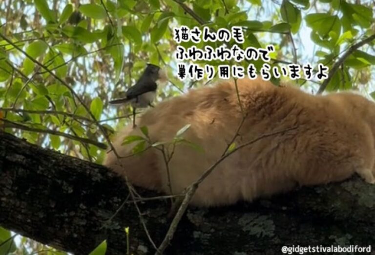やさしい共生。鳥に自分の毛をむしり取られる猫はそれを受け入れた