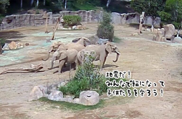 やさしすぎる世界。地震発生直後、みんなで輪になって子供を守ろうとする象