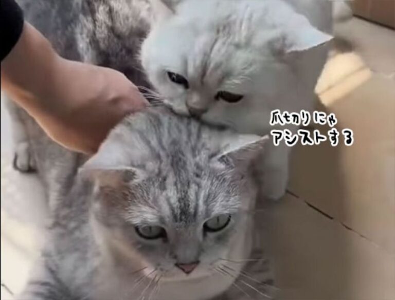 一家に一匹欲しい子。猫の爪切りをアシストしてくれる猫