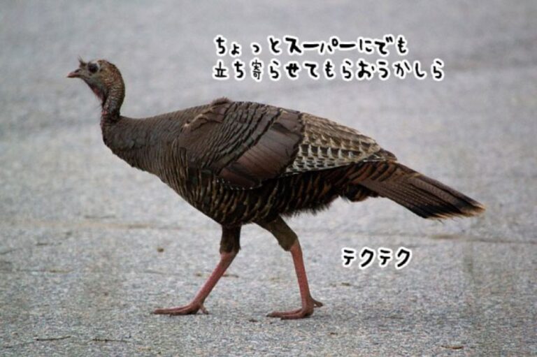 さすが慣れてる！スーパーに入り込んだ七面鳥を素手でさくっと捕獲するアメリカの保安官