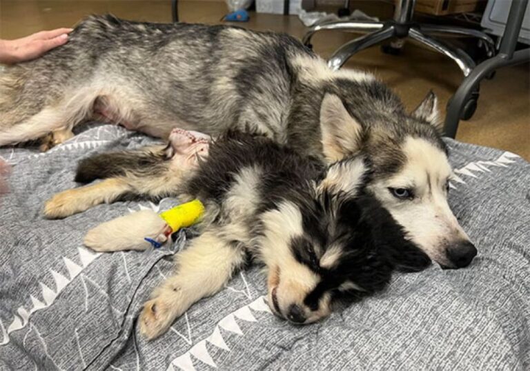 怪我をした我が子を命がけで守っていた母犬、保護された後も寄り添い続ける愛情物語