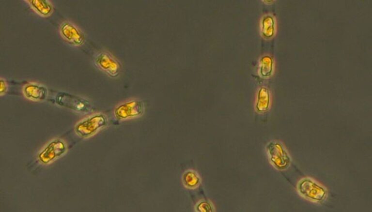 7000年の眠りについていたバルト海の藻類を目覚めさせることに成功！