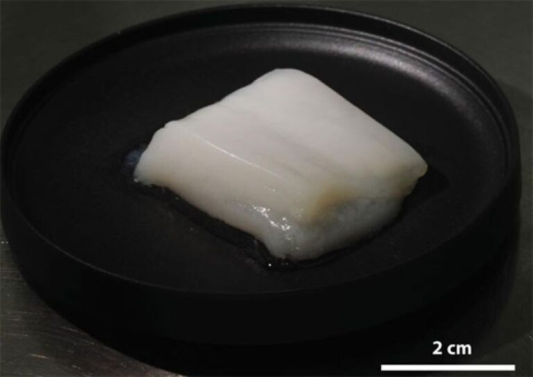 東京大学が鶏肉そっくりの食感と味を持つ分厚い培養肉の作成に成功。内部まで生きたまま