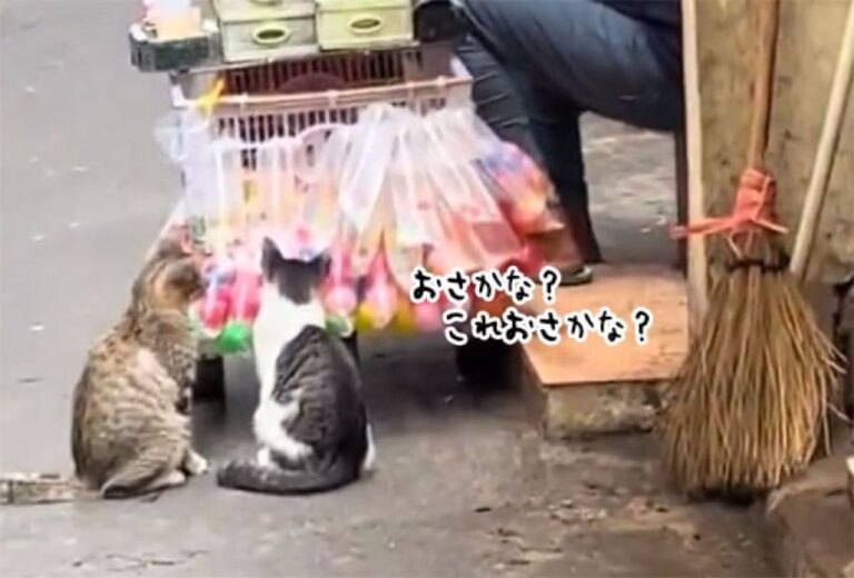 2匹の猫たちが仲良く並んで見つめていたものとは？