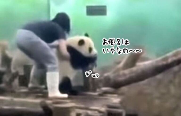 お風呂イヤイヤ期の子パンダのかわいい抵抗