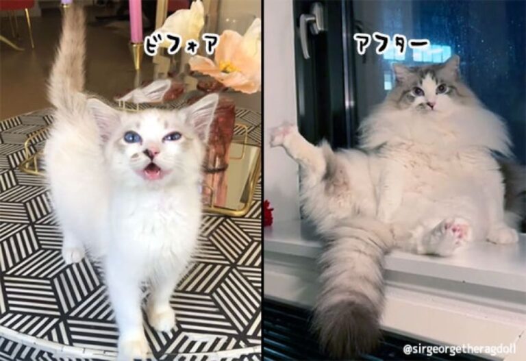 この子本当に長毛種？心配していた飼い主だがその2年後、見事なモフモフ猫となる