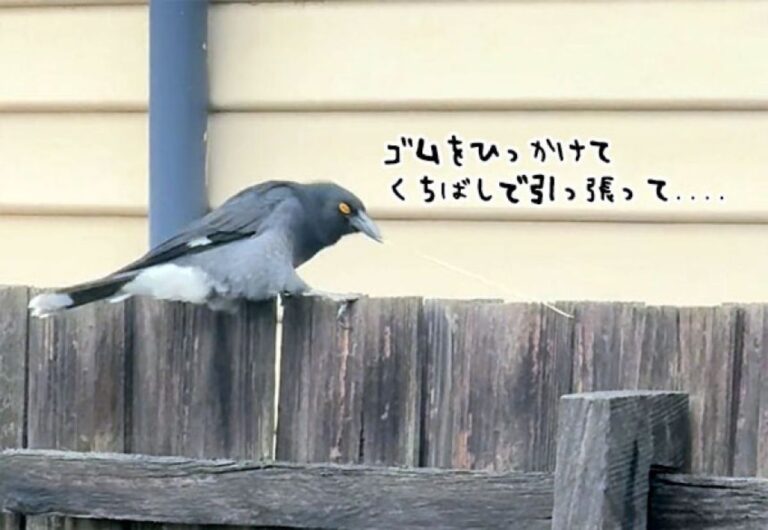 一方オーストラリアでは鳥がアップを始めたようだ。ゴムを引っ張って飛ばすフエガラス