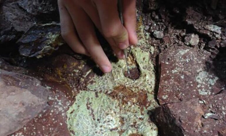 2億3000万年前の巨大両生類が大量死した理由が判明