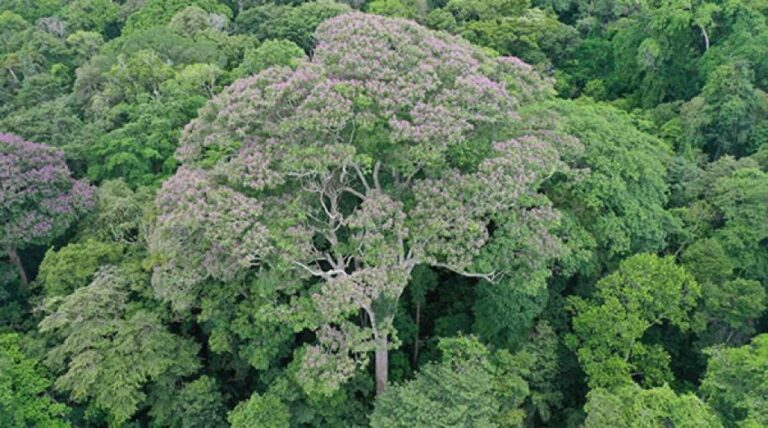 雷に打たれると強くなる木が存在する！熱帯雨林で発見された巨大樹の驚きの進化