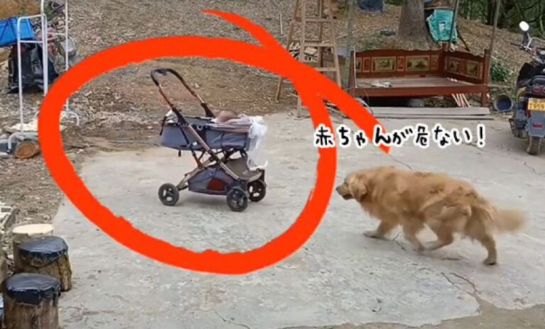 赤ちゃんが危ない！動き出したベビーカーを咄嗟に止めたゴールデンレトリバー