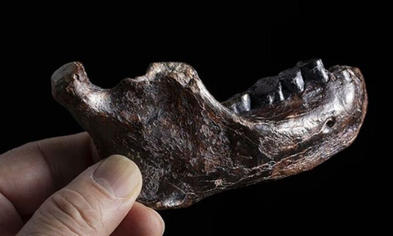 台湾で発見された顎骨の化石はデニソワ人のもの、アジアの人類史を塗り替える