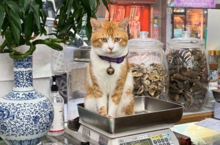 古き良き香港がまだあった！街の商店街で活躍する看板猫たち