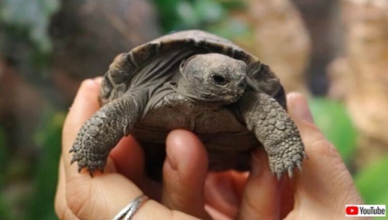 うれしいニュース。絶滅危惧種のガラパゴスゾウガメが97歳で初産、４児の母に！