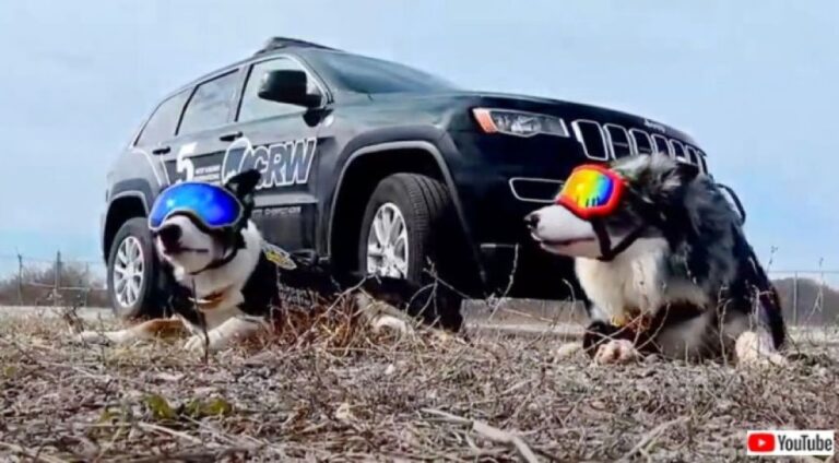 バードストライクは阻止する！野生動物から空港を守るボーダーコリー2匹のレンジャー部隊
