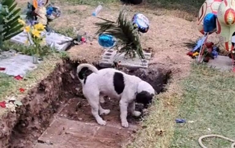飼い主の葬儀に立ち会った愛犬、お墓に埋まった男性を掘り起こそうとする健気な姿に涙