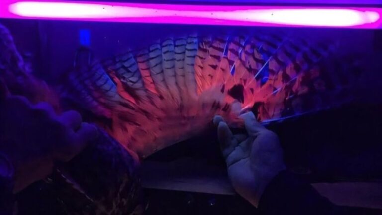 フクロウも生物蛍光。トラフズクの羽が紫外線で光ることが明らかに