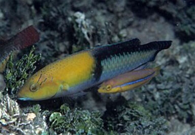魚も道具を使える！岩を使って獲物の殻を割ることができるベラ科の魚