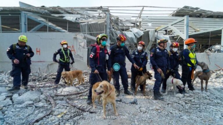 ミャンマー地震で被害を受けたタイで人間を救うため、必死に働く11匹の救助犬部隊