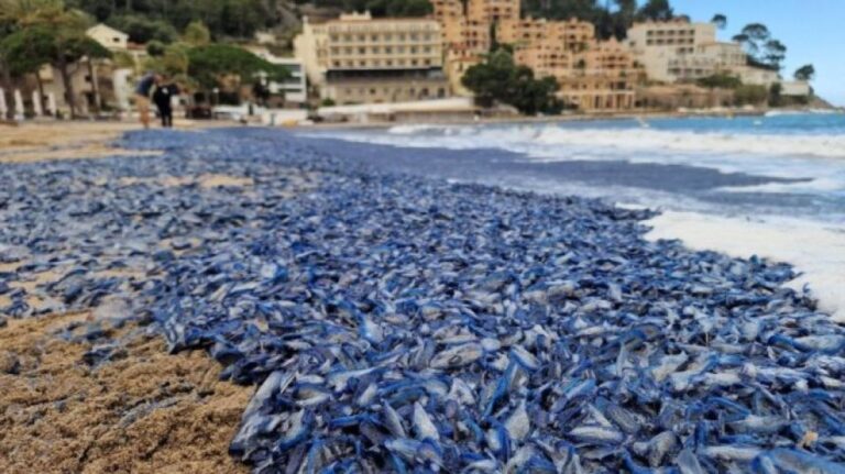 こ、これは！マヨルカ島のビーチを青く染めた大量の生物の正体とは