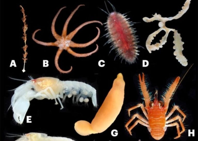 うれしいニュース！日本周辺の深海底から15の新種生物が発見される