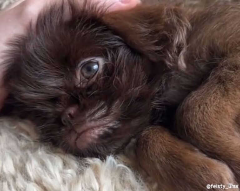 私たちはモンスターを育ててしまったようだ….ギズモからグレムリンに変身した犬