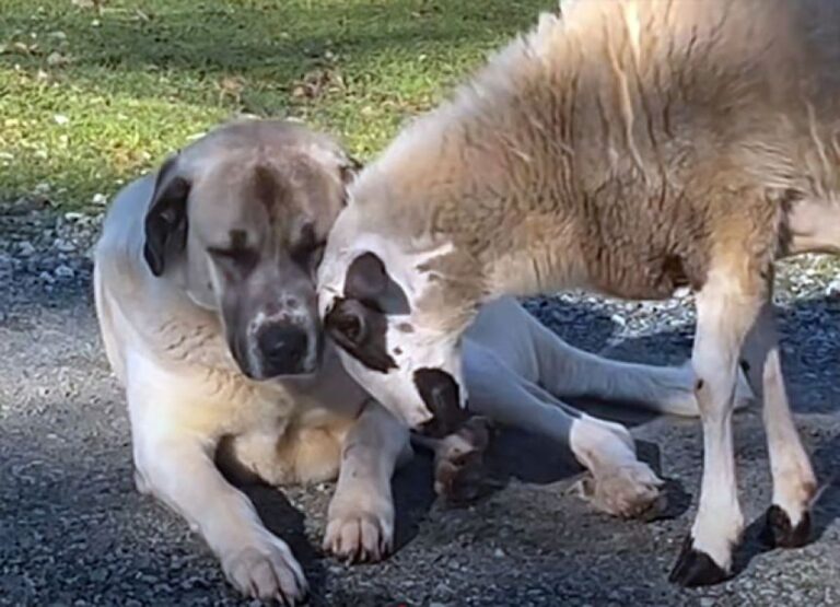 母親から育児放棄された子羊が唯一心を許したのは番犬だった。羊と犬の愛情物語