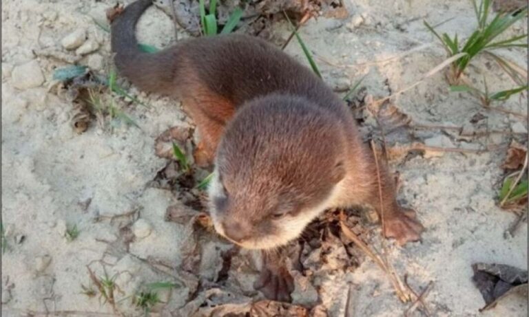 うれしいニュース！ネパールでコツメカワウソが185年ぶりに再発見