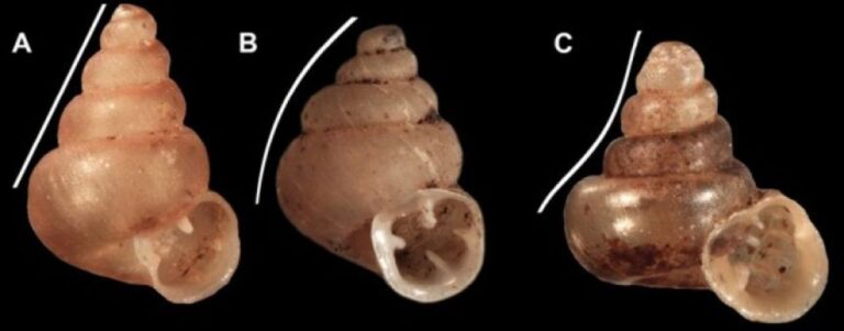 アート作品のような殻を持つカタツムリの新種を発見、ピカソにちなんだ名がつけられる