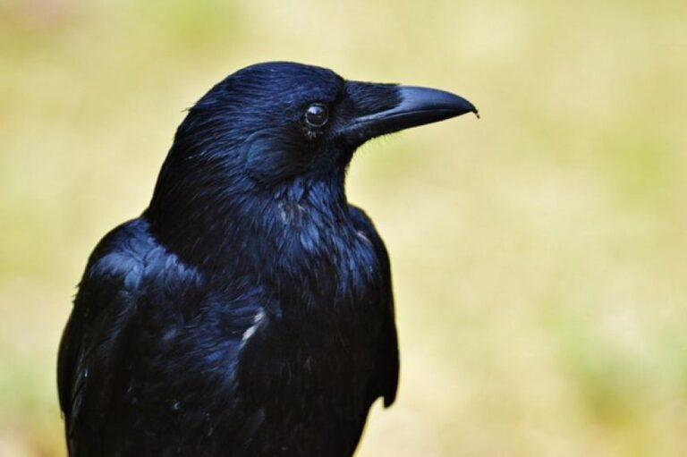 カラスの賢さに新たな証拠、図形の規則性を直感で見抜くことが判明