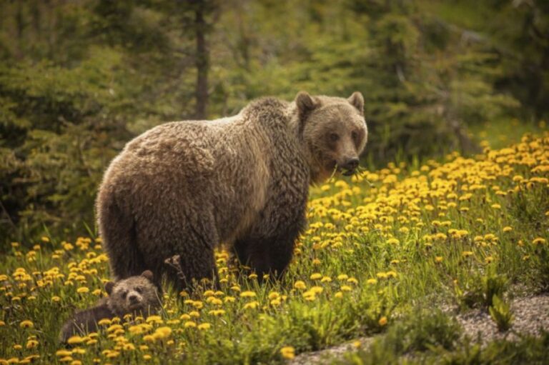 100年前にカリフォルニアから姿を消したハイイログマの再導入が検討されている