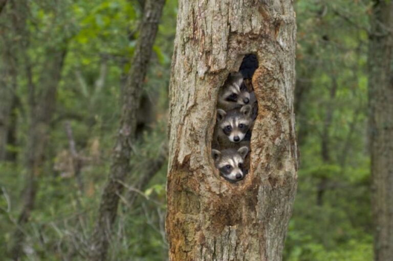 罠は解除した（ドヤッ）！脱走したカワウソの捕獲を妨害するアライグマ