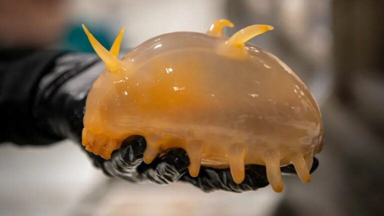 南極の海底でSF世界から飛び出してきたような様々な生物が発見される