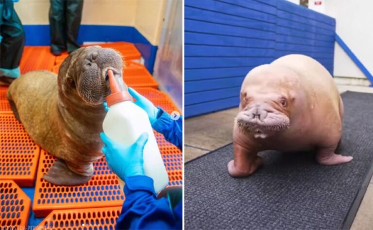 母親に見捨てられた孤児のセイウチの赤ちゃん、飛行機に乗ってフロリダの水族館へ