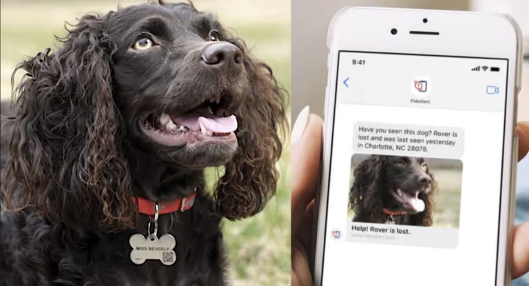 日本にも欲しい！飼い主ネットワークで迷子のペットを探し出す無料システムで発見続出