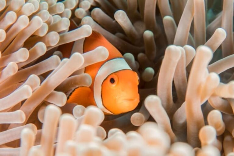 小さくなったニモ？カクレクマノミが海の熱波に耐えるため、縮小していることが判明