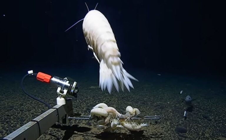 巨大なヨコエビ類「ダイダラボッチ」は世界の深海の半分以上に生息している可能性