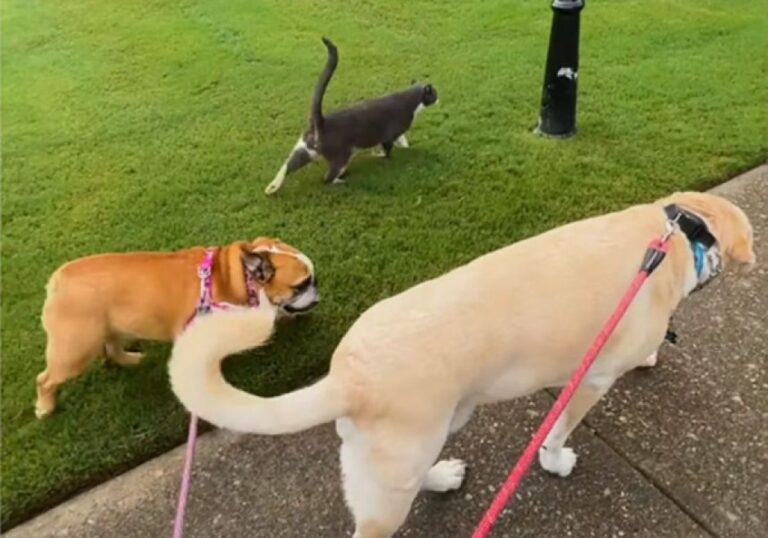 「ご一緒させていただこう」犬を散歩に連れて出ると、必ず同行する近所の猫