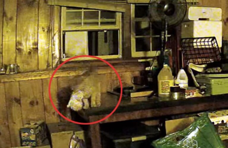 この家なら安全だ。オスの野良猫が運んできたのは赤ちゃん猫！自らお世話しはじめる
