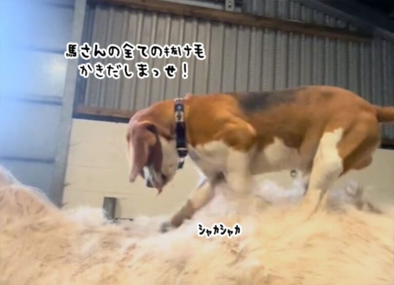 換毛期でっか？まかせなさい。馬の抜け毛を掻きだすビーグル犬
