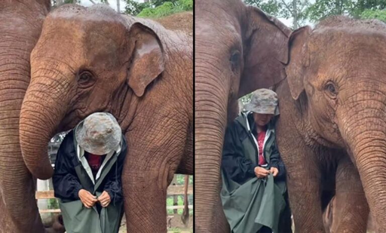 やさしい世界。飼育員が濡れないよう2頭の象が体を寄せて雨よけとなる