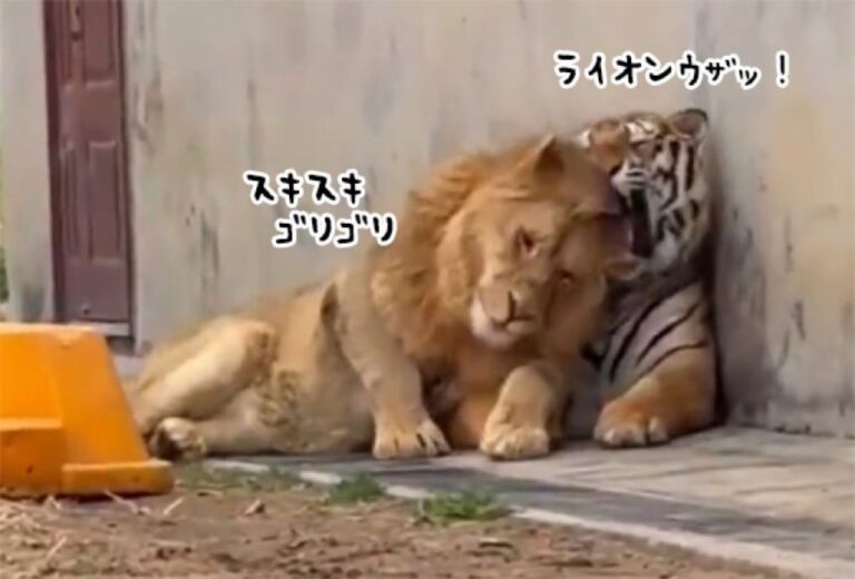 めっちゃ好きやん。ライオンが一方的にトラに愛情を注ぎまくる、ネコ科の面白光景