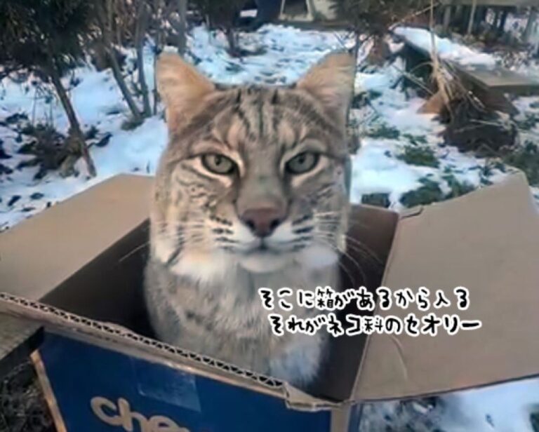 大きくたって猫は猫。ダンボール箱に吸い込まれるように入るボブキャット