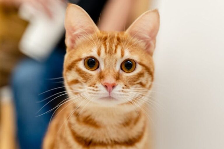 茶トラ猫はなぜオスが多いのか？猫の毛色を決定する遺伝子の謎をついに解明