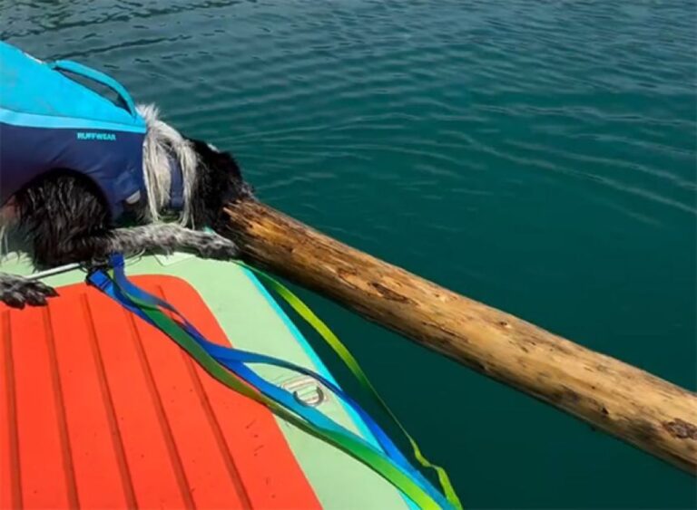 それを運ぶ気なのか！犬が湖で発見し、持ち帰ろうとした棒の長さに悶絶