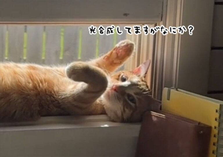 え？光合成してる？絶好の日当たりポイントを発見してしまった猫の姿がかわいい