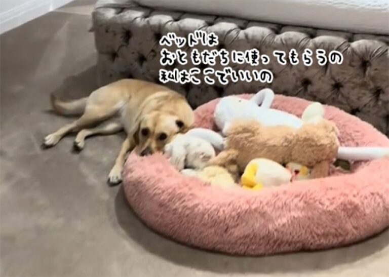 大好きなぬいぐるみのお友達にベッドを譲り、自分は床で寝るやさしい犬